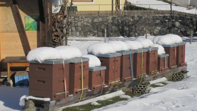 Bienen Winter