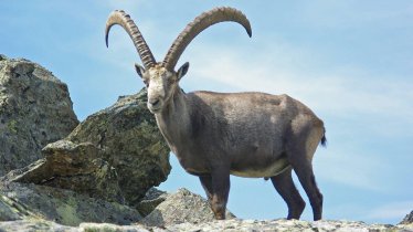 steinbock_haus_munteck