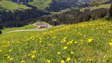 Saftig grüne Wiesen am Prädastenhof