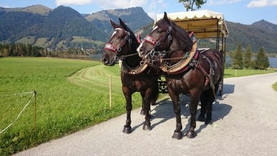 our two strong boys Rocky & Leo, © Dagnhof