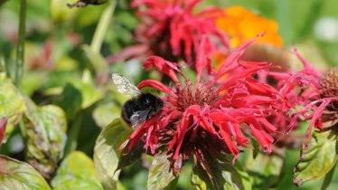 Unser Kräutergarten , Monarde - Alberhof