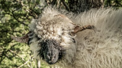 Tiere auf der Sonnalm