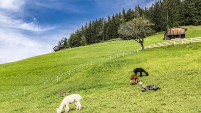 Unsere Alpakas auf der Wiese vor dem Gasthof