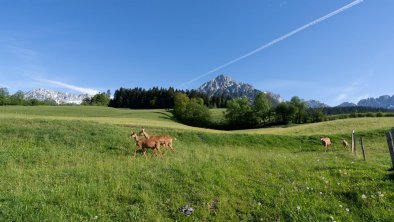 Hinterwaldhof-Ziegen