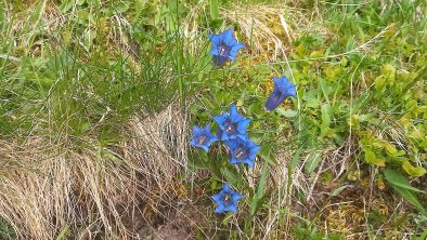 Gentian