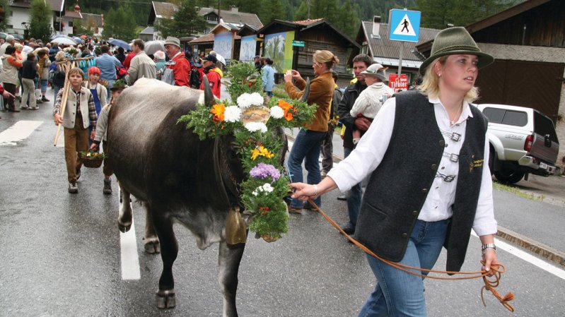 Cattle Drive in Zwieselstein, © TVB Ötztal