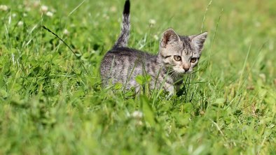 Animals at the farm - our kittens