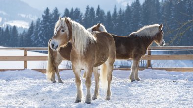 Haflinger im Winter