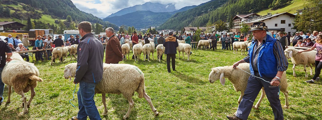 The most beautiful sheep are awarded prizes at the Sölden Sheep Festival, © Anton Klocker