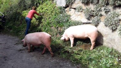 schweine-mooserhof, © Steinkasserer