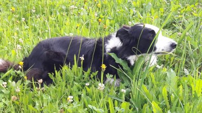 Unser Bordercollie Cindy