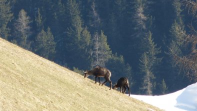 Wild direkt am Haus