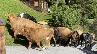 Almabtrieb vor der Haustür