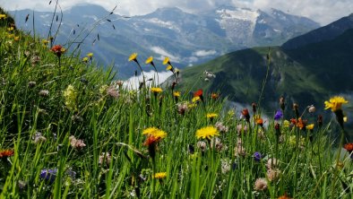 Neugries Wandern Blumenwiese, © Matthias Wechselberger