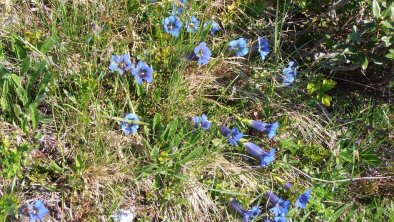 Enzian - Blumen der Alpen