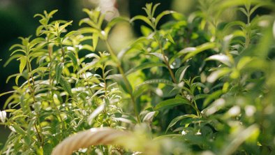 Own garden with herbs