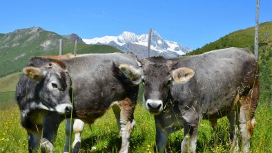 Alm  Blick Großglockner - Kopie