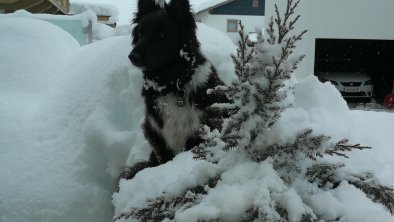 unser Haushund Rocky, © Anita Reinstadler