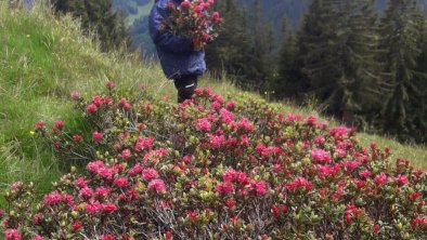 Alpine roses