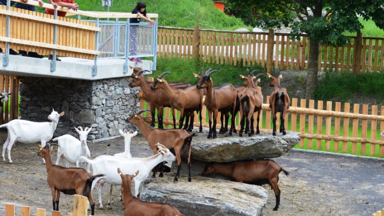 Working dairy farm open to visitors, © ErlebnisSennerei Zillertal