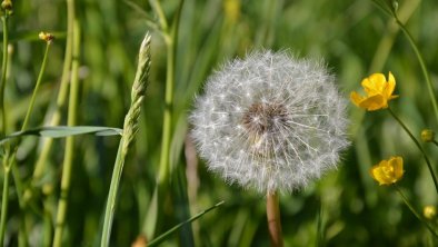 Wiesenzeit