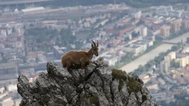 The established international film competition is at the heart of the Innsbruck Nature Festival, © Alps of Contrast