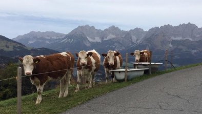 Wilder Kaiser mit unseren Kühen