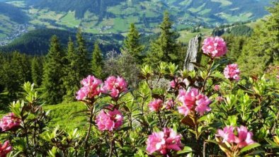 Wildschönau Edelweiss, © bookingcom