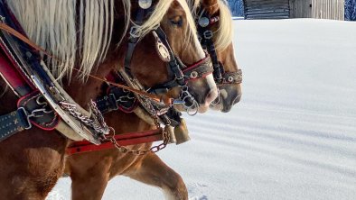 Kutschenfahrt mit unseren Norikern