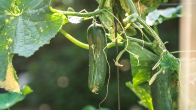 Vegetable in the garden