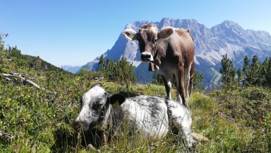 cows meets Zugspitze mountain