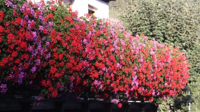 Sommer Balkonblumen, © Bergfrieden