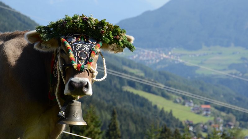 The herds are rounded up for the great cattle drive from Schlickeralm and Fronebenalm Alpine Pastures, © TVB Stubai Tirol