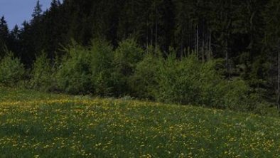 Alpenchalet Hippach - Sommer Panoramabild