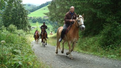 Haflingerhof reiten im Wald FG Fill Michael Rechte