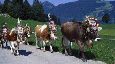 Almabtrieb in Fügen