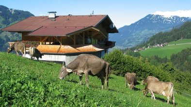 Kühe beim Weiden