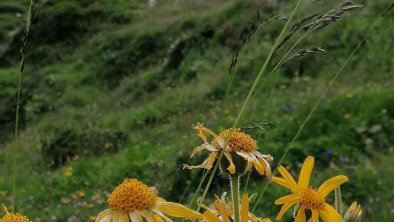 Arnikablüten Richtung Torsee