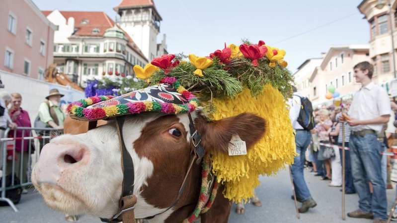 Hundreds of locals and holidaymakers will line the streets to welcome the animals and dairymen to Kufstein, © TVB Kufsteinerland