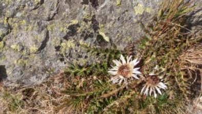 Silberdistel