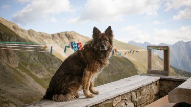 Dog in the mountains, © Jens Schwarz