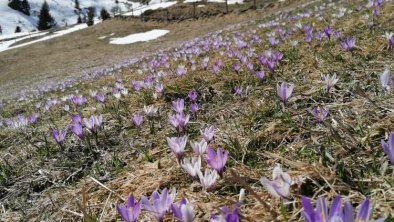 Frühling