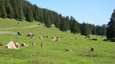 Almsommer in Leutasch