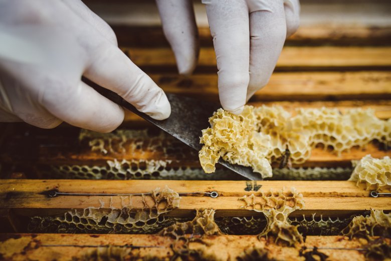 The overhanging wax is being removed in order to take off the honeycomb without harming the bee colony.
