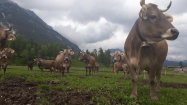 Milchkühe vom Muchhof