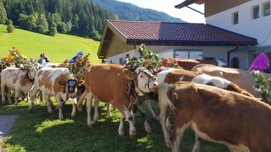 Almabtrieb Dorferwirt Fotorechte TVB Wildschönau