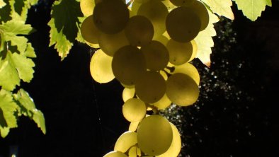 Grapes at Obergruben, © Alfred Rupprechter